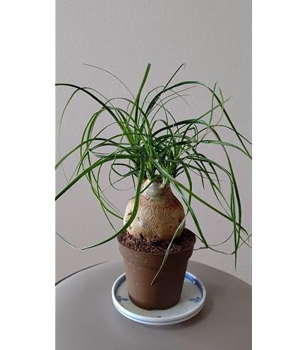 Amazon｜トックリラン ポニーテール ノリナ 5 観葉植物 大型 室内